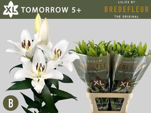 Lilium (OT-hybrids Grp) 'Tomorrow'