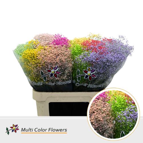 Gypsophila overig kleurbehandeld H%