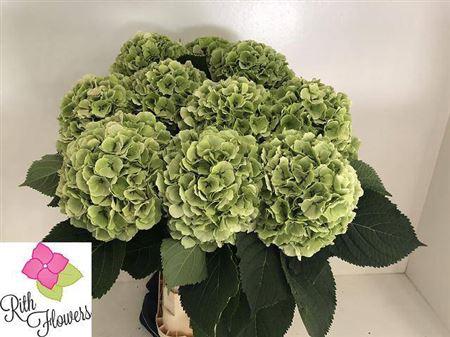 Hydrangea macrophylla 'Verena' (classic)