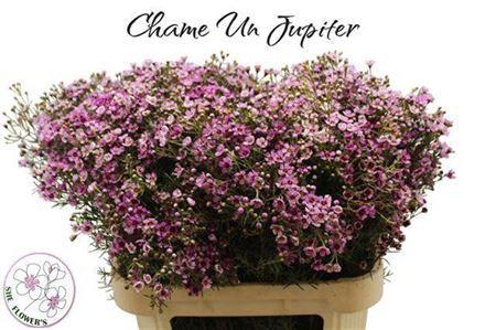 Chamelaucium uncinatum 'Jupiter'