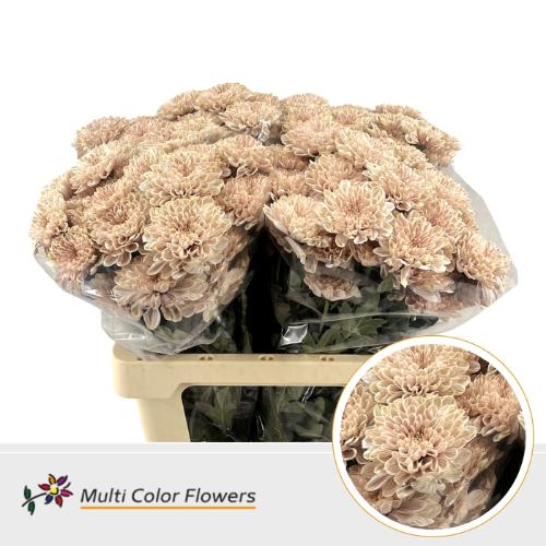 Chrysanthemum Indicum Grp tros kas kleurbehandeld H%