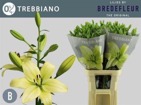 Lilium Longiflorum x Aziatische Grp Trebbiano
