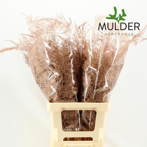 Asparagus overig kleurbehandeld H%