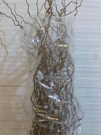 Corylus avellana 'Contorta'