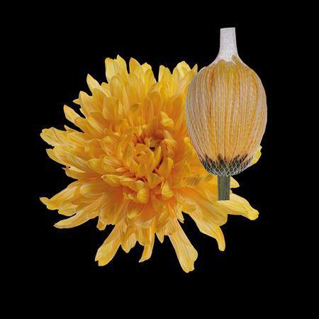 Chrysanthemum (Indicum Grp) geplozen Antonov kleurbehandeld H%