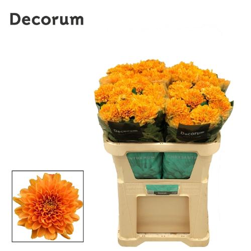 Chrysanthemum (Indicum Grp) geplozen Kalimba Orange