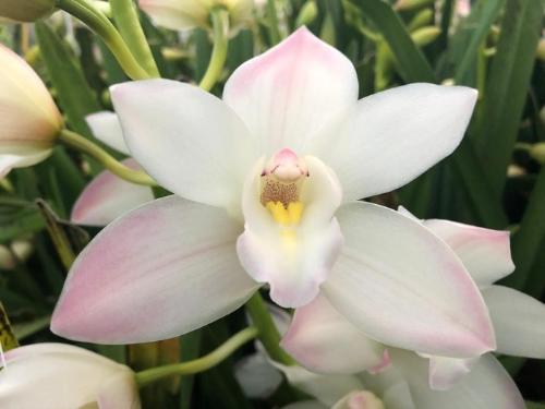 Cymbidium mini 'Joshua'
