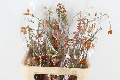 Rosa 'Zaffiro' (rozenbottel)