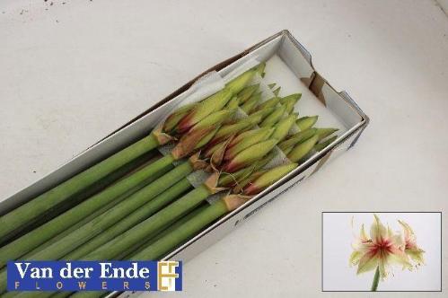 Hippeastrum Diamond Grp 'Dance Valley'