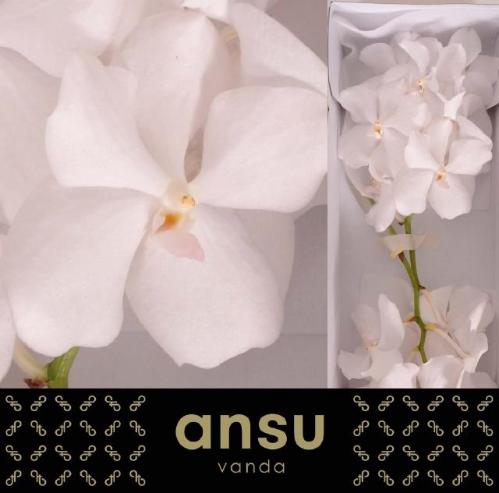 Vanda Kanchana Ansu No. 1