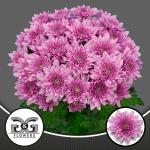 4b62fecf-3d67-40c6-bf39-26e3158a2072.jpg