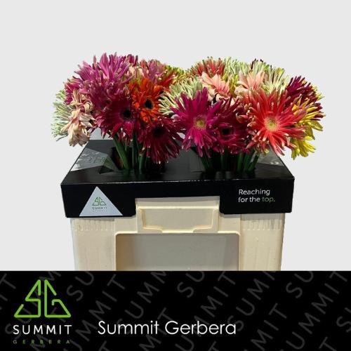 Gerbera mini Pastini Gemengd in fust