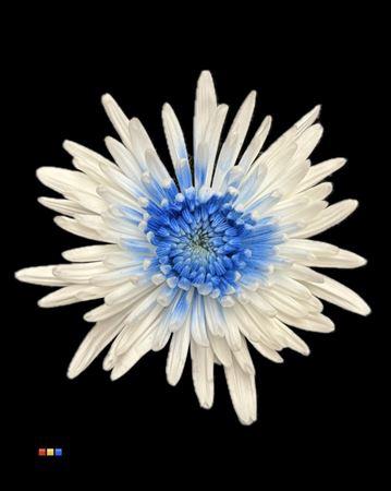 Chrysanthemum geplozen kas kleurbehandeld H%