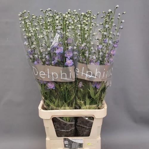 Delphinium dubbelbloemig Elatum Grp 'Delphi's Blue Power'