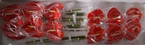 Anthurium (Andreanum Grp) Naranja