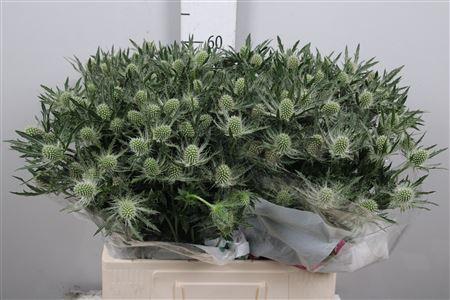 Eryngium Magical White Lagoon