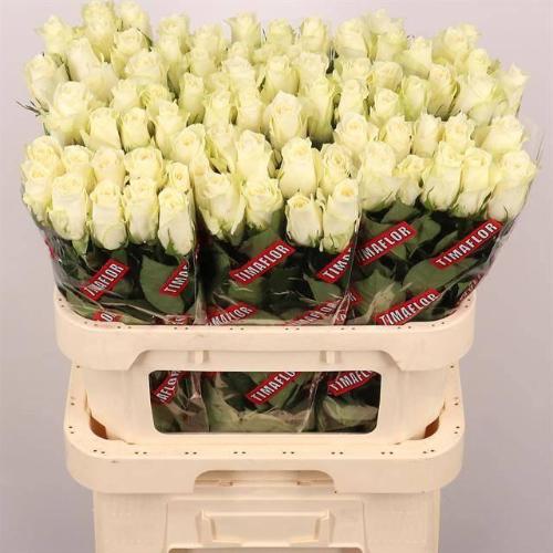 Rosa grootbloemig Albatros