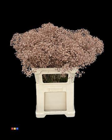 Gypsophila overig kleurbehandeld H%