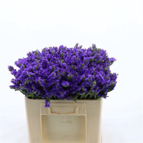 Limonium sinuatum Levis Wings