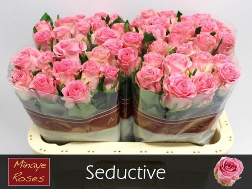 Rosa grootbloemig Seductive