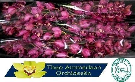 Cymbidium grootbloemig per tak 'Red Dream'