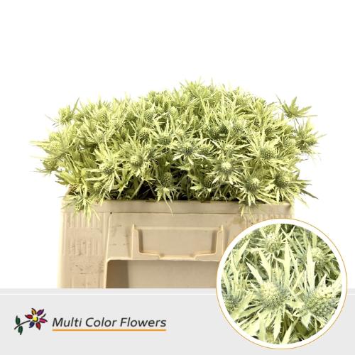 Eryngium alpinum kleurbehandeld H%