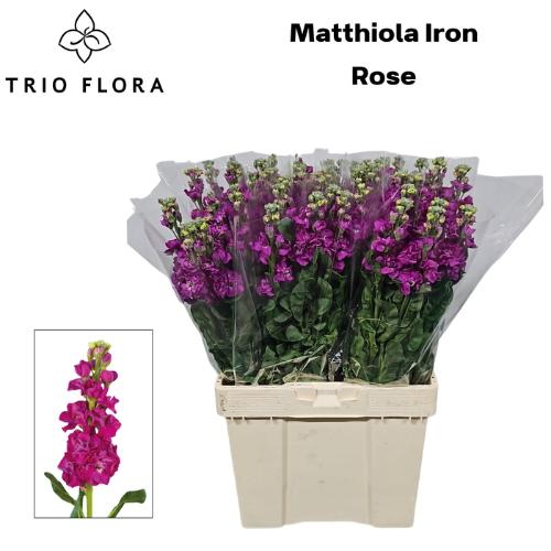 Matthiola incana 'Iron Rose'