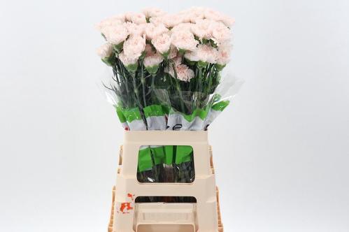 Dianthus standaard Brut