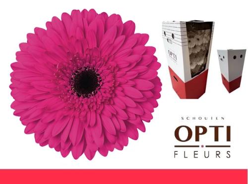 Gerbera grootbloemig 'Madeira'