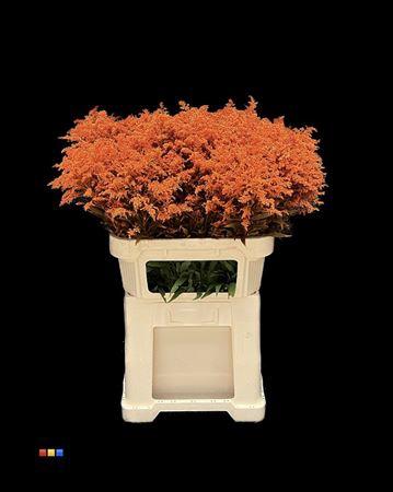 Solidago kleurbehandeld H%