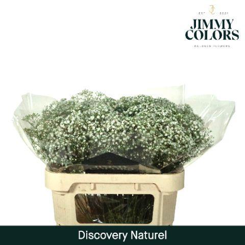 Gypsophila paniculata Zinzi Discovery