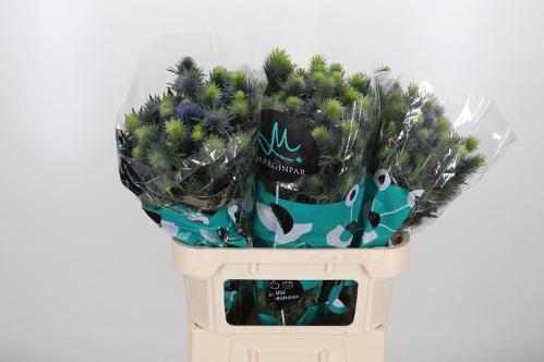 Eryngium Supernova Questar