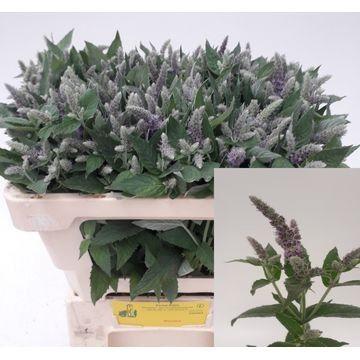 Mentha 'Silver Queen'