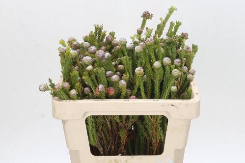 Leucadendron linifolium