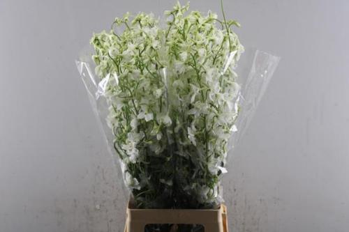 Delphinium enkelbloemig (Belladonna Grp) Bella Andes White