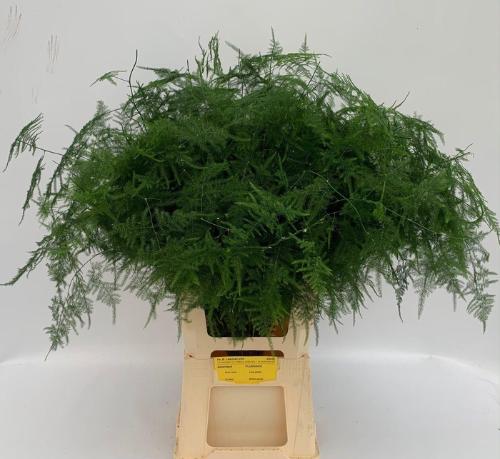 Asparagus setaceus overig