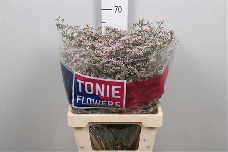 Limonium 'Tall Pink Emille'