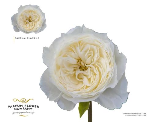 Rosa grootbloemig Parfum Blanche!