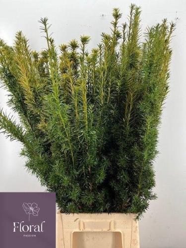 Taxus baccata 'Fastigiata Aurea'