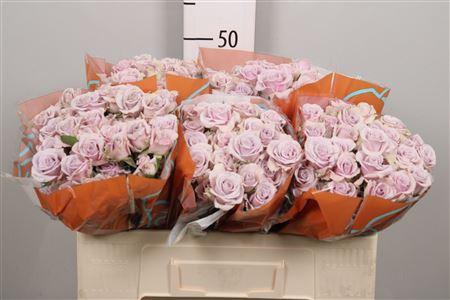 Rosa tros Silver Shadow