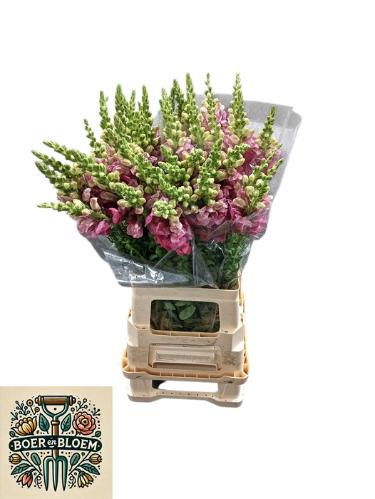 Antirrhinum majus 'Antibes Pink'