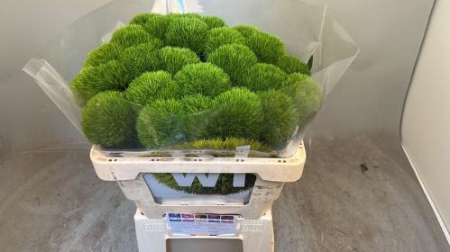 Dianthus barbatus Kiwi Mellow Cool