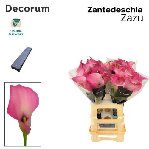 Zantedeschia 'Zazu'
