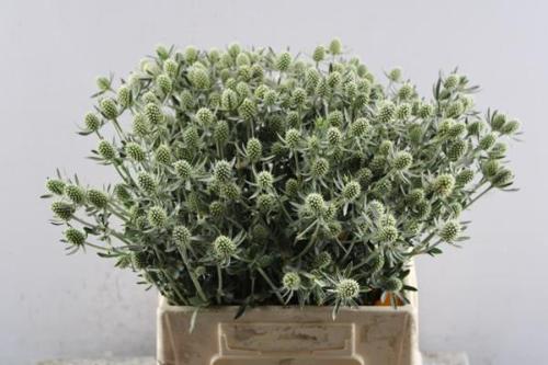 Eryngium planum 'White Glitter'