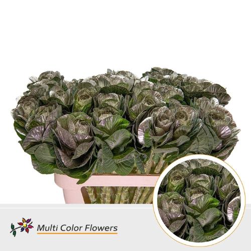 Brassica oleracea kleurbehandeld H%