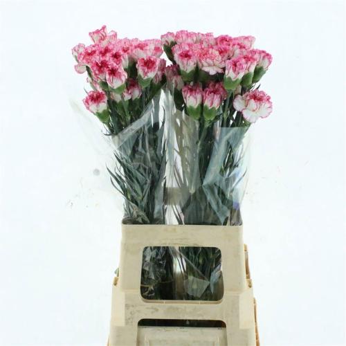 Dianthus standaard 'Poirot Bianco'