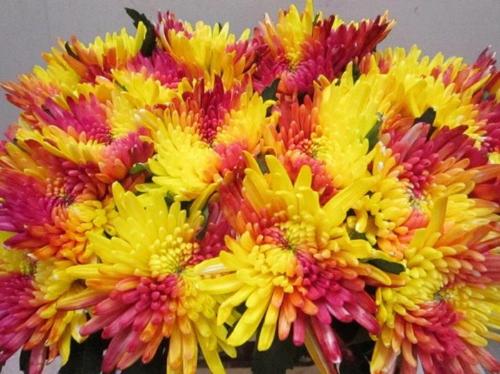Chrysanthemum geplozen kas kleurbehandeld H%