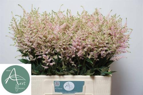 Astilbe Japonica Grp 'Europa'