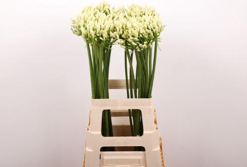 Agapanthus 'Gletsjer'