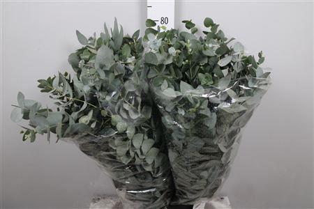 Eucalyptus per bos cinerea